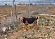 DEX, Hund, Mischlingshund in Spanien - Bild 2