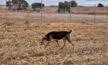DEX, Hund, Mischlingshund in Spanien - Bild 3