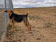 DEX, Hund, Mischlingshund in Spanien - Bild 4