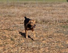 DEX, Hund, Mischlingshund in Spanien - Bild 6
