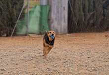 DEX, Hund, Mischlingshund in Spanien - Bild 7