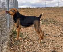 DEX, Hund, Mischlingshund in Spanien - Bild 8