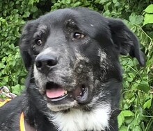 BOBO, Hund, Mischlingshund in Monheim - Bild 1