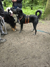 BOBO, Hund, Mischlingshund in Monheim - Bild 10