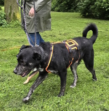 BOBO, Hund, Mischlingshund in Monheim - Bild 5