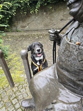 BOBO, Hund, Mischlingshund in Monheim - Bild 7