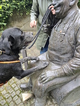 BOBO, Hund, Mischlingshund in Monheim - Bild 8