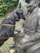 BOBO, Hund, Mischlingshund in Monheim - Bild 9