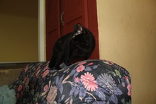 OLIVIA, Katze, Hauskatze in Spanien - Bild 10