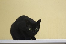 OLIVIA, Katze, Hauskatze in Spanien - Bild 4