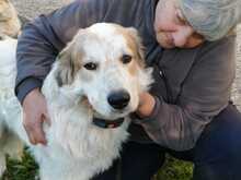 MIKI, Hund, Mischlingshund in Italien - Bild 2