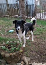 KORA2, Hund, Mischlingshund in Bulgarien - Bild 2