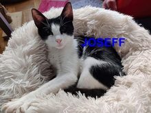 JOSEFF, Katze, Europäisch Kurzhaar in Herdecke - Bild 1