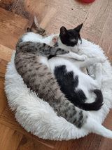 JOSEFF, Katze, Europäisch Kurzhaar in Herdecke - Bild 4