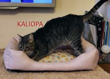 KALIOPA, Katze, Europäisch Kurzhaar in Bulgarien - Bild 1