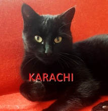 KARACHI, Katze, Europäisch Kurzhaar in Hamburg
