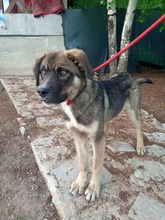 MEDO, Hund, Mischlingshund in Bosnien und Herzegowina - Bild 1