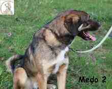 MEDO, Hund, Mischlingshund in Bosnien und Herzegowina - Bild 3