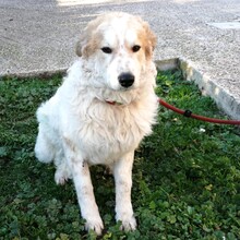 QUINTILIO, Hund, Mischlingshund in Italien - Bild 1