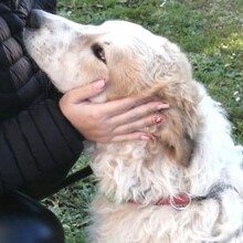 QUINTILIO, Hund, Mischlingshund in Italien - Bild 2