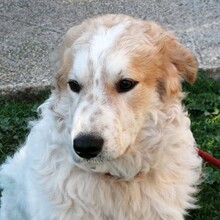QUINTILIO, Hund, Mischlingshund in Italien - Bild 3