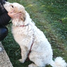 QUINTILIO, Hund, Mischlingshund in Italien - Bild 4