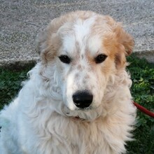 QUINTILIO, Hund, Mischlingshund in Italien - Bild 6