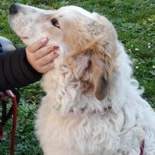QUINTILIO, Hund, Mischlingshund in Italien - Bild 7