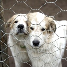 QUINTILIO, Hund, Mischlingshund in Italien - Bild 8