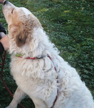 QUINTILIO, Hund, Mischlingshund in Italien - Bild 9