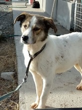 LELA, Hund, Mischlingshund in Ungarn - Bild 1