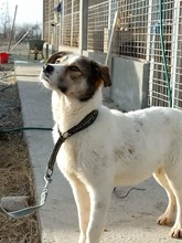LELA, Hund, Mischlingshund in Ungarn - Bild 10