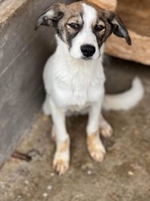 LELA, Hund, Mischlingshund in Ungarn - Bild 3