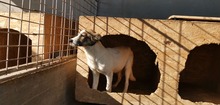 LELA, Hund, Mischlingshund in Ungarn - Bild 4