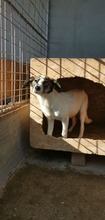 LELA, Hund, Mischlingshund in Ungarn - Bild 5
