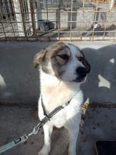 LELA, Hund, Mischlingshund in Ungarn - Bild 7