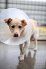 FREDDY, Hund, Mischlingshund in Rumänien - Bild 1