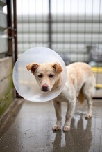 FREDDY, Hund, Mischlingshund in Rumänien - Bild 2
