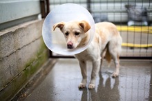 FREDDY, Hund, Mischlingshund in Rumänien - Bild 3
