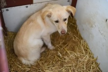 FREDDY, Hund, Mischlingshund in Rumänien - Bild 4