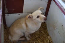 FREDDY, Hund, Mischlingshund in Rumänien - Bild 5