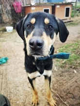 MORRISON, Hund, Mischlingshund in Griechenland - Bild 4