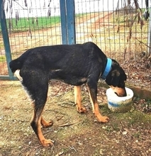 MORRISON, Hund, Mischlingshund in Griechenland - Bild 5