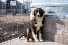 ANDUIN, Hund, Mischlingshund in Rumänien - Bild 1