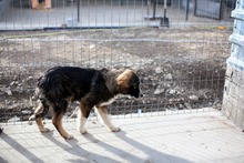 ANDUIN, Hund, Mischlingshund in Rumänien - Bild 2