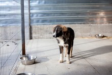 ANDUIN, Hund, Mischlingshund in Rumänien - Bild 3