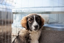 ANDUIN, Hund, Mischlingshund in Rumänien - Bild 4