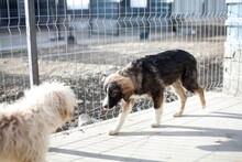 ANDUIN, Hund, Mischlingshund in Rumänien - Bild 5