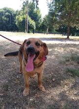 ROCKYY88, Hund, Mischlingshund in Slowakische Republik - Bild 10