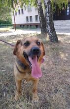 ROCKYY88, Hund, Mischlingshund in Slowakische Republik - Bild 3